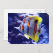 PÊCHER LA CARTE POISSON (Devant / Derrière)