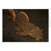 Peckoltia Compta (Devant horizontal)