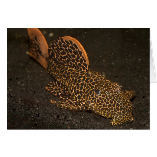 Peckoltia Compta (Devant horizontal)