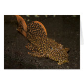 Peckoltia Compta (Devant Horizontal)