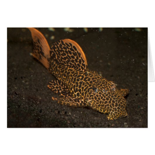 Peckoltia Compta (Devant Horizontal)