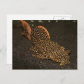 Peckoltia Compta Briefkaart (Voorkant / Achterkant)