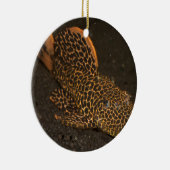 Peckoltia Compta Keramisch Ornament (Rechts)