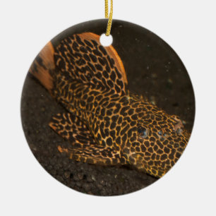 Peckoltia Compta Keramisch Ornament