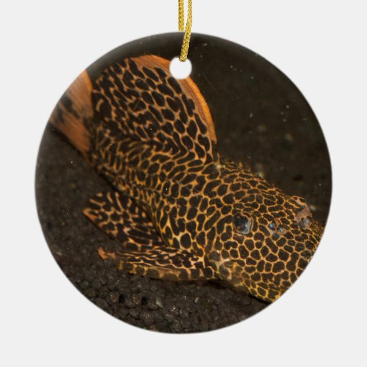 Peckoltia Compta Keramisch Ornament (Voorkant)