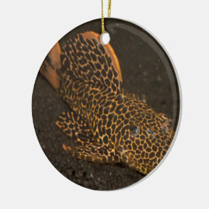 Peckoltia Compta Keramisch Ornament
