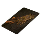 Peckoltia Compta Magneet (Linkerzijde)