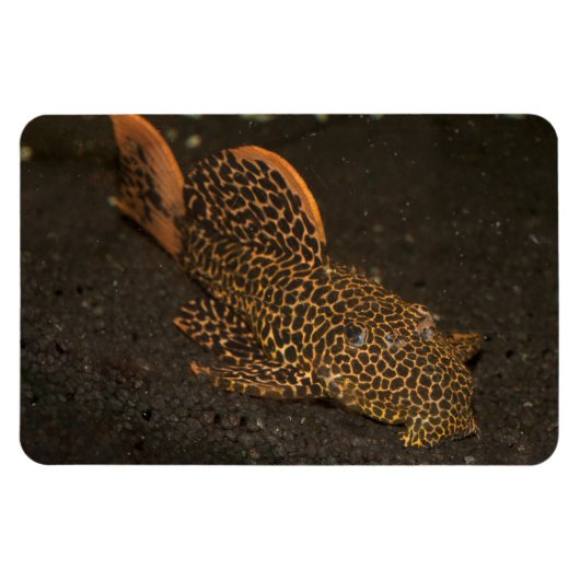 Peckoltia Compta Magneet (Horizontaal)