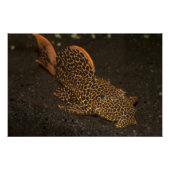 Peckoltia Compta Perfect Poster (Voorkant)