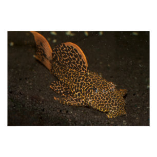 Peckoltia Compta Perfect Poster