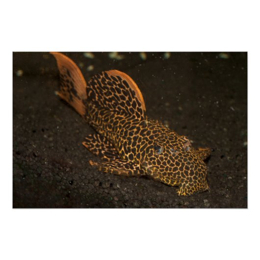 Peckoltia Compta Perfect Poster (Voorkant)