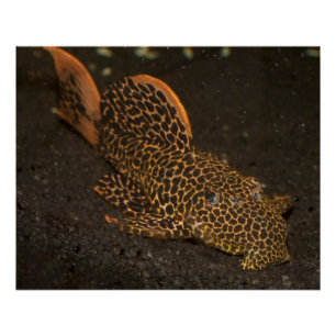 Peckoltia Compta Perfect Poster