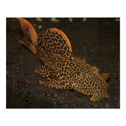 Peckoltia Compta Perfect Poster (Voorkant)