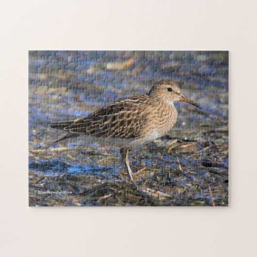 Pectorale Sandpiper op het strand Legpuzzel (Horizontaal)