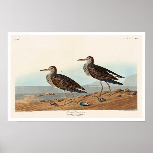 Pectorale Sandpiper, Poster van Audubon (Voorkant)