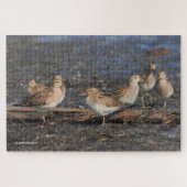 Pectorale Sandpipers op het strand Legpuzzel (Horizontaal)