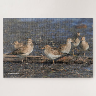 Pectorale Sandpipers op het strand Legpuzzel