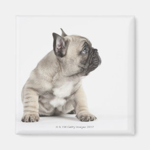 Pedigree puppy magneet