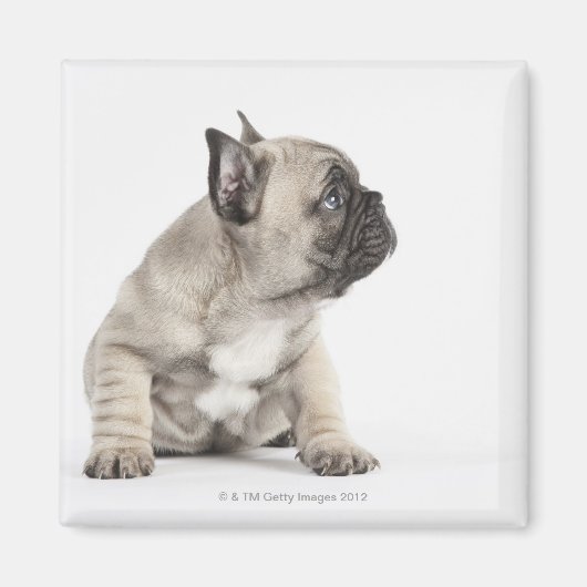 Pedigree puppy magneet (Voorkant)