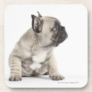 Pedigree puppy onderzetter