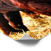 Pedigree Red Ruby Devon Koe Poster (Hoek)