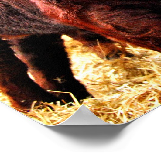 Pedigree Red Ruby Devon Koe Poster (Hoek)