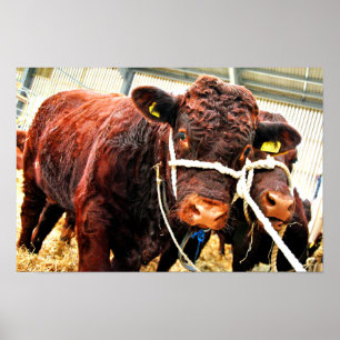 Pedigree Red Ruby Devon Koe Poster