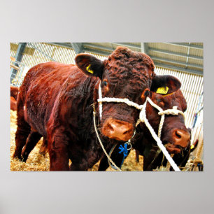 Pedigree Red Ruby Devon Koe Poster