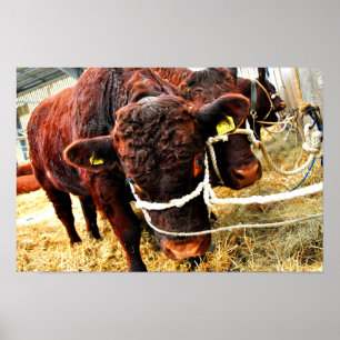 Pedigree Red Ruby Devon Koe Poster