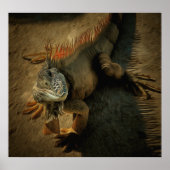 Pedro the Iguana 0768 Art Print (Voorkant)