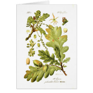 Pedunculata de quercus (chêne anglais)