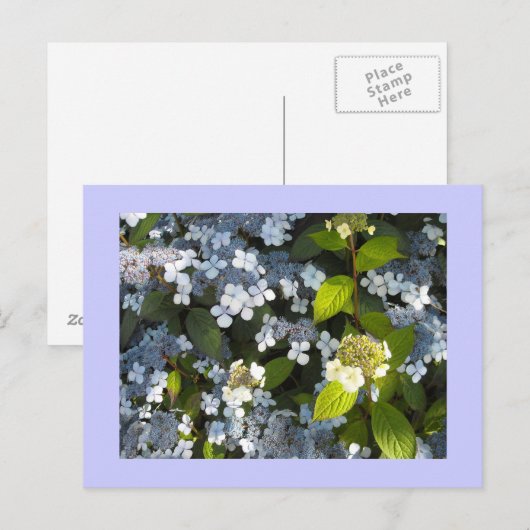 Peegee Hydrangea Briefkaart (Voorkant / Achterkant)