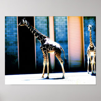 Peeings-Giraffe Poster