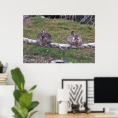 Peek-a-boe Pelicans Poster (Thuiskantoor)