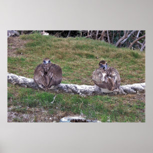 Peek-a-boe Pelicans Poster