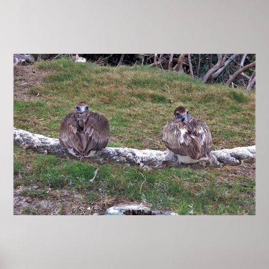 Peek-a-boe Pelicans Poster (Voorkant)