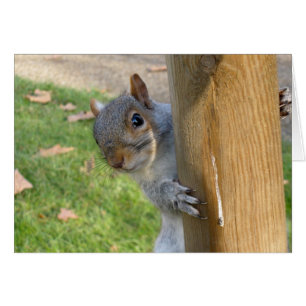 Peek-a-Boo !