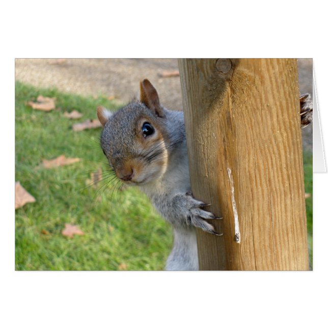 Peek-a-Boo ! (Devant Horizontal)