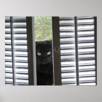 Peek-a-Boo Kitty, Chat dans la fenêtre Poster