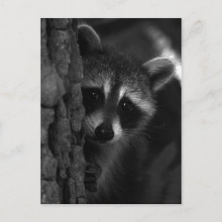 Peek-a-Boo Raccoon Briefkaart