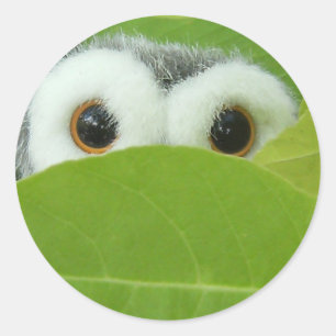Peek-A-Boo Ronde Sticker