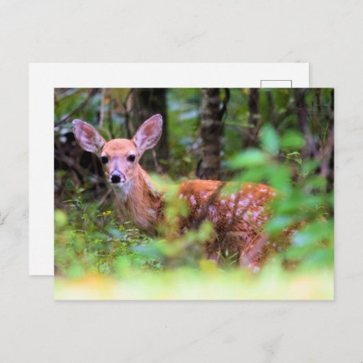 Peek-a-Boo - Spotted Fawn in the Brush - Briefkaart (Voorkant / Achterkant)