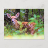 Peek-a-Boo - Spotted Fawn in the Brush - Briefkaart (Voorkant)