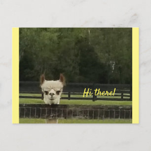 Peekaboo alpaca briefkaart