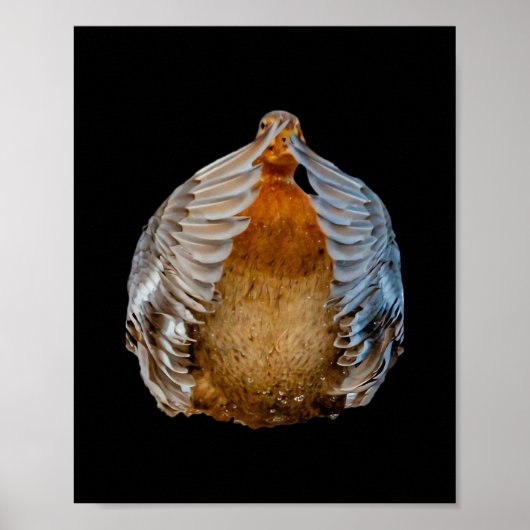 Peekaboo Duck Poster (Voorkant)