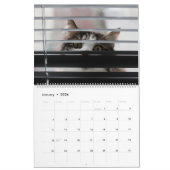 Peekaboo kattenkalender kalender (Jan 2026)