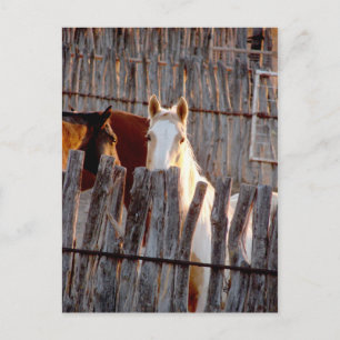 Peekaboo Paint Briefkaart