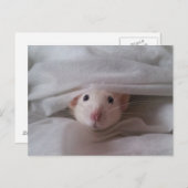 Peekaboo Rat Briefkaart (Voorkant / Achterkant)