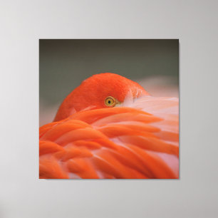 Peeking Flamingo Canvas Afdruk