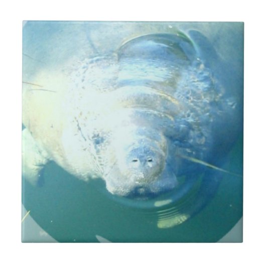 Peeking Manatee Tile Tegeltje (Voorkant)